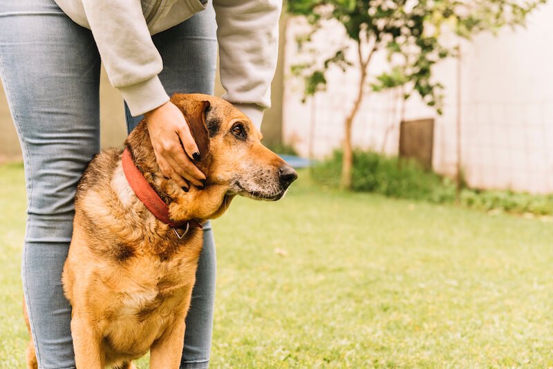 "Mon chien se gratte" : quelles en sont les origines ?
