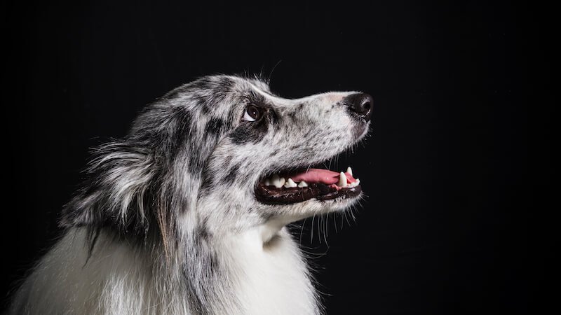 Certaines races de chiens, portant une mutation du gène MDR1, ne doivent pas manger de croquettes au saumon