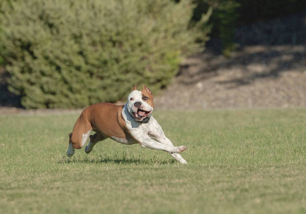 Chien courant avec joie dans un champ, symbole de vitalité retrouvée après un trouble digestif.