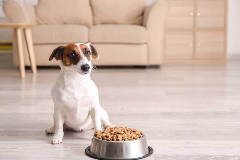 Savoir si son chien a des vers, c'est bien - le traiter grâce à une alimentation adaptée, c'est mieux