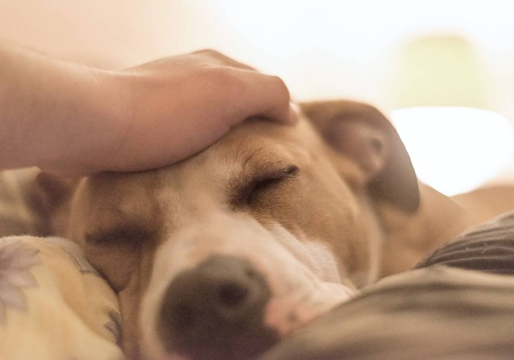 Chien endormi, apaisé, caressé doucement par son maître après un trouble digestif.
