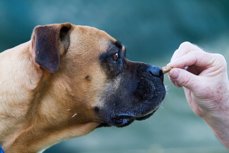 Evitez l'ail comme vermifuge pour chien : préférez la Terre de Diatomée, accompagnée d'une nourriture adaptée à ses besoins