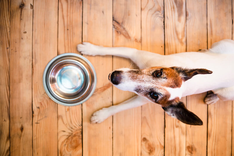 La nourriture est la meilleure prévention contre l'apparition des vers chez le chien