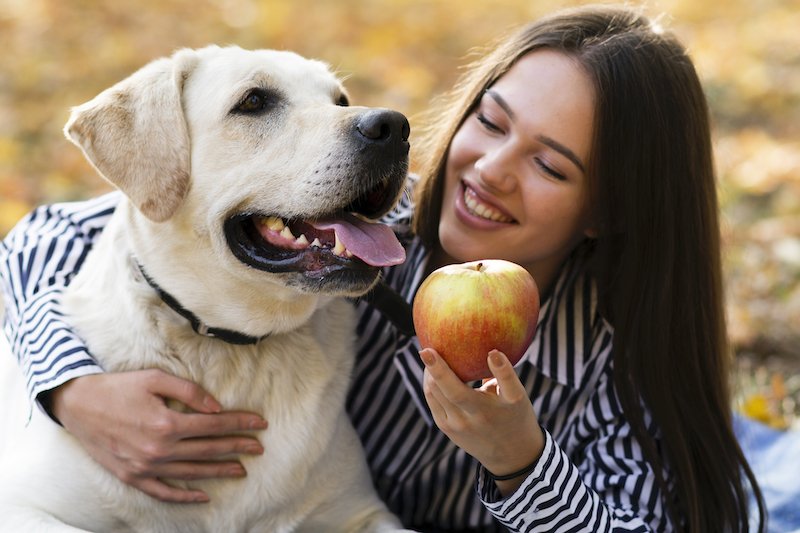 Les légumes ont un effet nocif sur le chien, qui se gratte les pattes et souffre de dermatite 