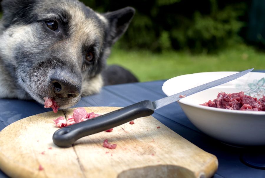 Les protéines de qualité sont essentielles dans les croquettes pour chien contre la dermatite atopique