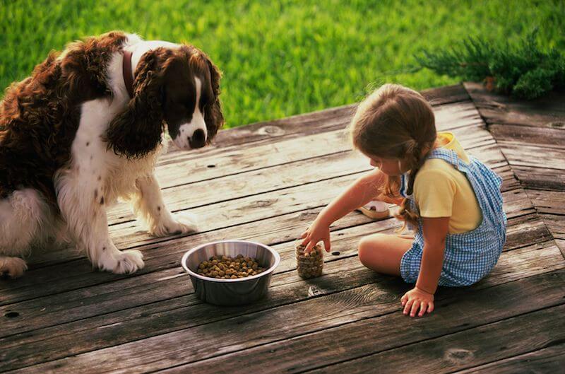 Choisissez une nourriture adaptée pour tenter de soigner l'insuffisance rénale du chien en phase terminale
