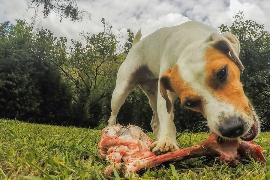 La qualité des protéines est bien souvent à blâmer dans les cas d'insuffisance rénale du chien en phase terminale