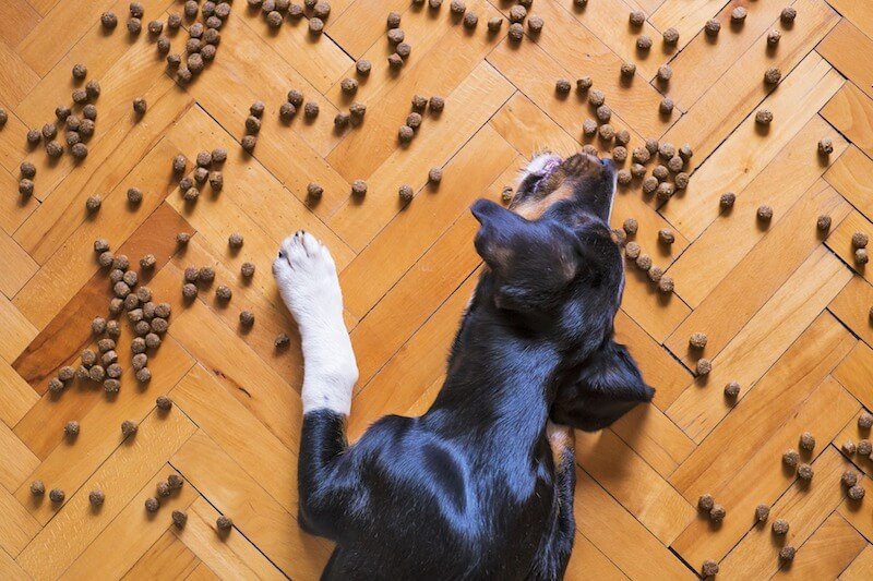 Attention à l'alimentation du chien qui pète : c'est de là que viennent ses soucis