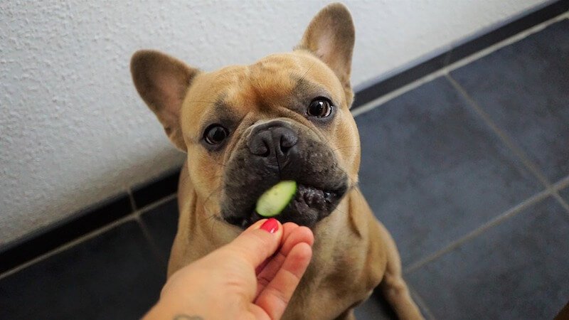 Le souci du chien qui pète tout le temps peut être lié à sa consommation de légumes
