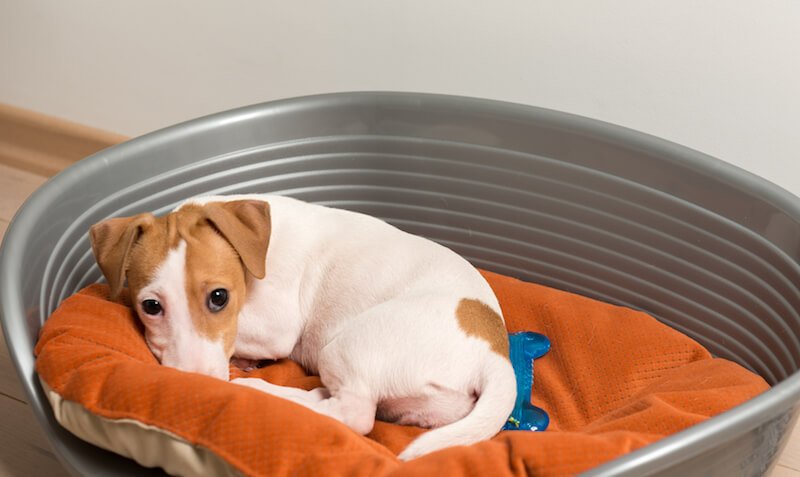 L'euthanasie du chien souffrant d'arthrose n'est pas toujours nécessaire
