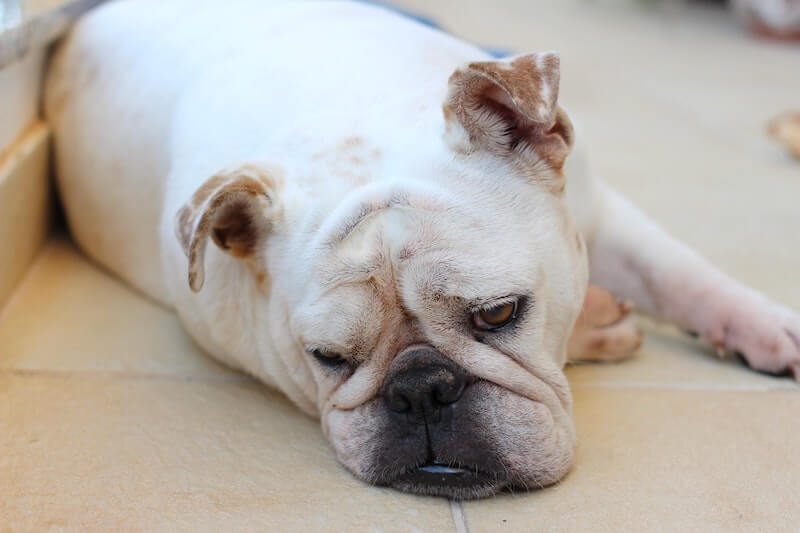 L'obésité du chien baisse considérablement son espérance de vie