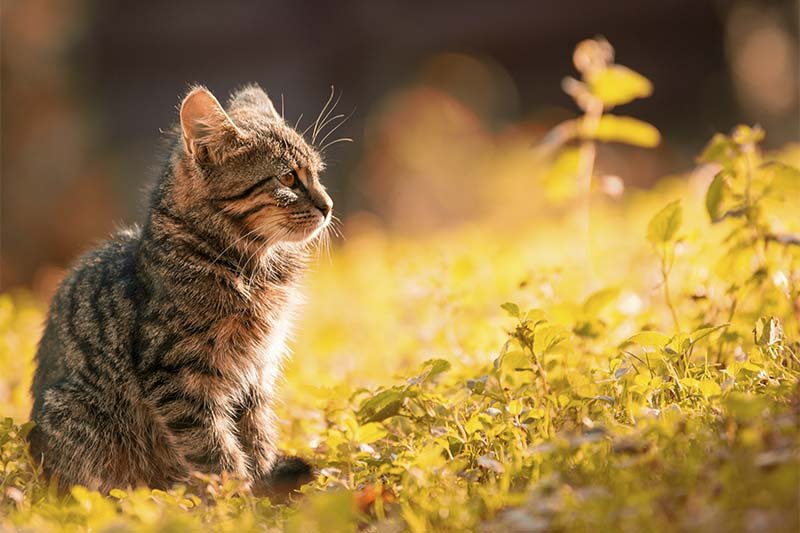 guérison de l'insuffisance rénale chez le chat en phase terminale