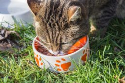 Ce qu'il faut savoir sur les croquettes bio pour chat