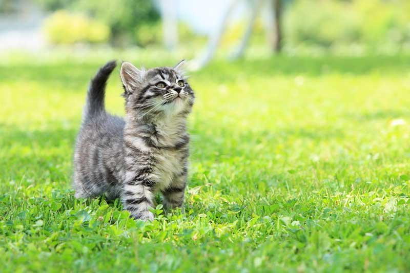 Les croquettes pour chat sans céréales et SANS légumes, ni fruits