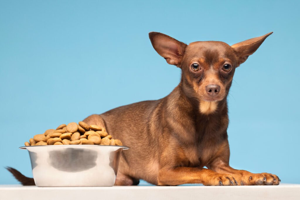 Pour stopper la diarrhée du chien, choisissez-lui une alimentation adaptée à ses Besoins Biologiques et Naturels et de réelle qualité
