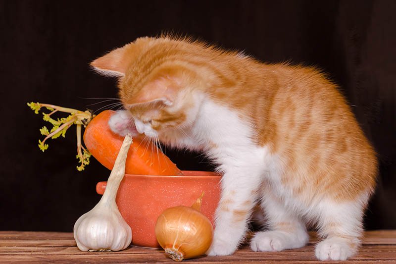Quel est le vrai impact des légumes sur la santé de votre chat ?