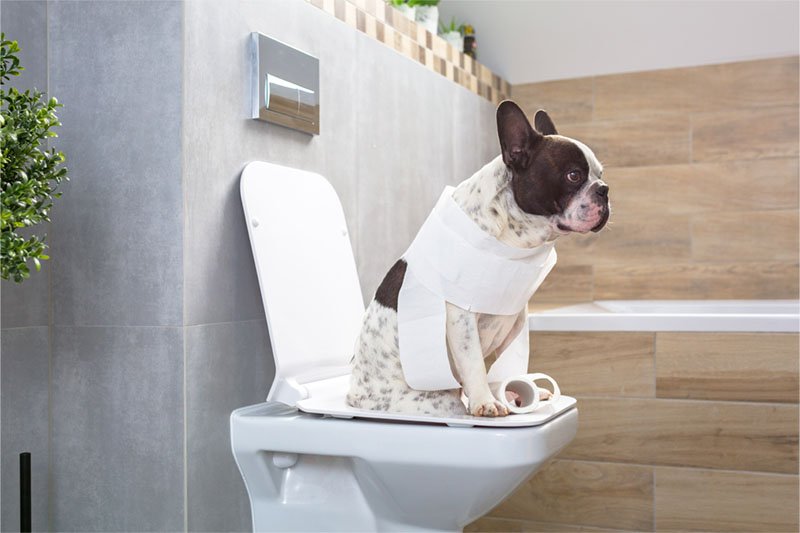 Giardiose chez le chien : symptômes, soins et prévention