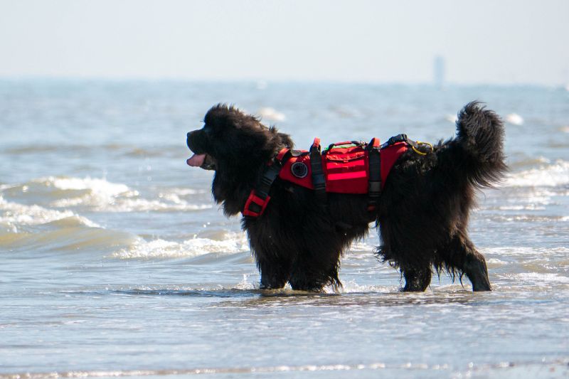 chien-sauveteur-terre-neuve-sauvetage-en-mer