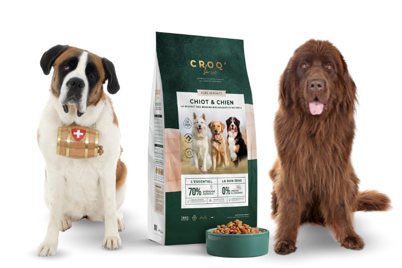Découvrez les meilleures croquettes pour votre chien sauveteur !