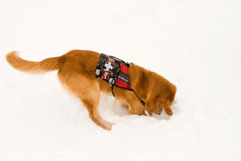 chien-sauveteur-chien-avalanche-chien-sauvetage-en-montagne