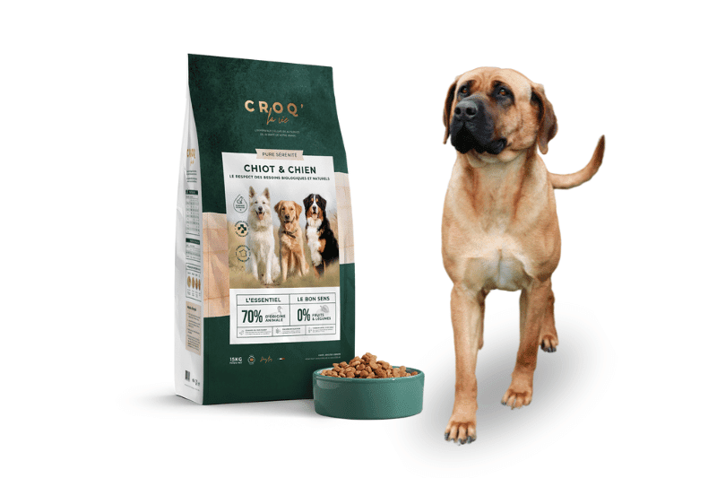 Découvrez les meilleures croquettes pour votre Tosa Inu !
