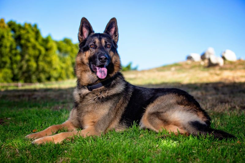 chien-sauveteur-berger-allemand-chien-de-sauvetage