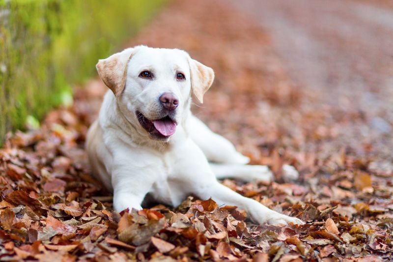 chien-sauveteur-labrador-retriever-chien-de-sauvetage