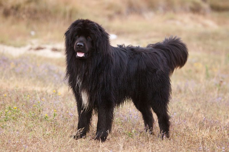 chien-sauveteur-terre-neuve-chien-de-sauvetage-en-mer