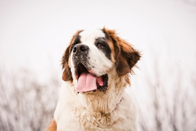 chien-sauveteur-saint-bernard-chien-de-sauvetage-en-montagne