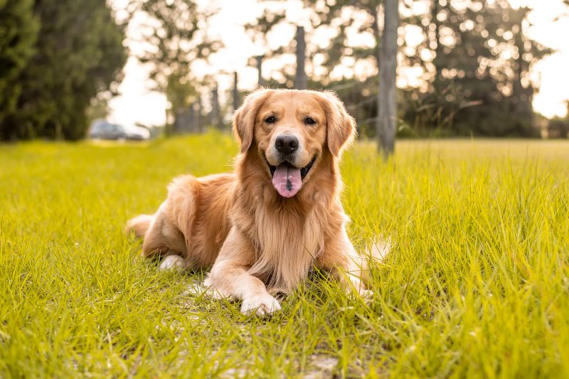 chien-sauveteur-golden-retriever-chien-de-sauvetage