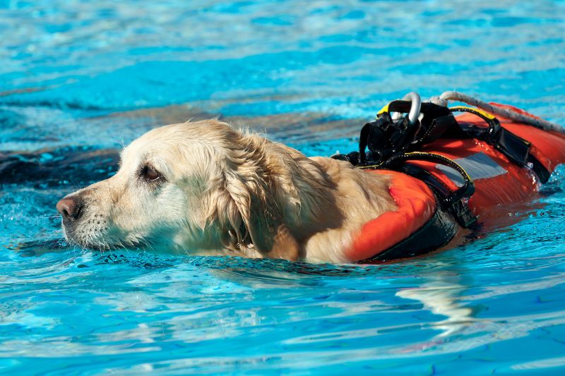 chien-sauveteur-en-mer-chien-de-sauvetage-aquatique