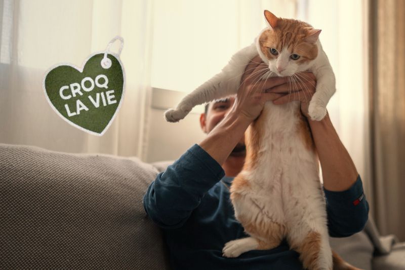 Maître fait des câlins à son chat, heureux d'avoir amélioré sa santé urinaire de manière naturelle. Le chat est un pleine santé grâce aux conseils d'éleveurs et aux croquettes CROQ' la Vie.