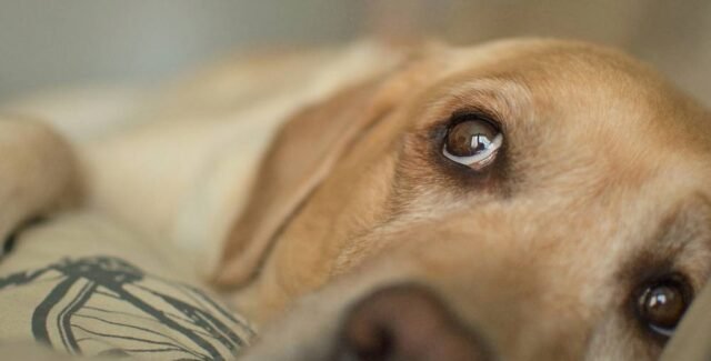 Chien couché, regard triste et fatigué, exprimant un malaise digestif.