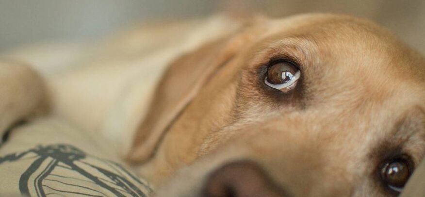 Chien couché, regard triste et fatigué, exprimant un malaise digestif.