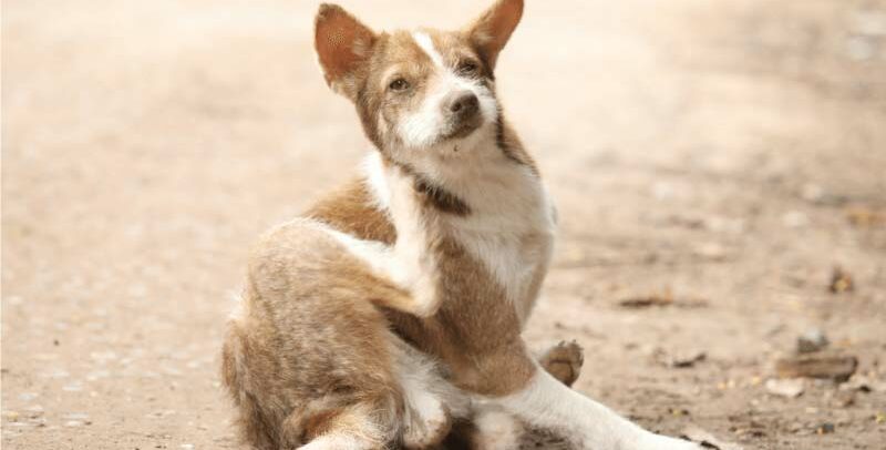 Mon chien se gratte : quel remède de grand-mère pour le soulager ?