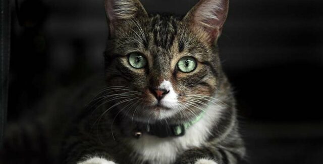 guérison de l'insuffisance rénale en phase terminale chez le chat