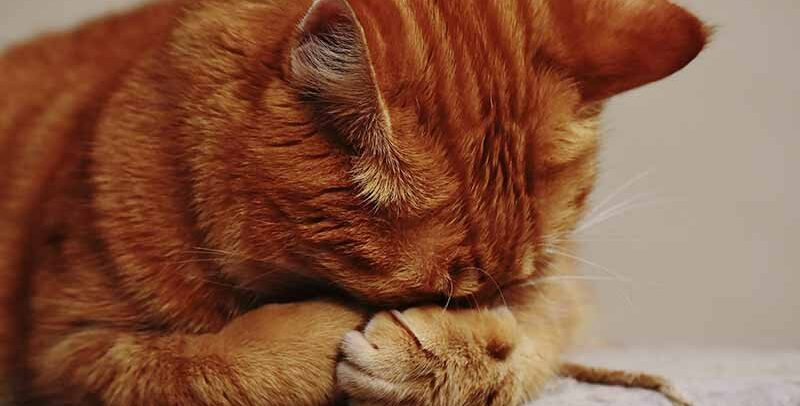insuffisance rénale du chat espérance de vie