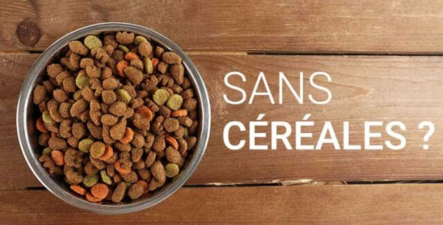 Que penser des croquettes pour chat sans céréales ?