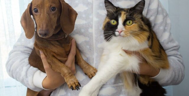 Le Rubel pour chat et pour chien est un complément alimentaire pour traiter l'IRC