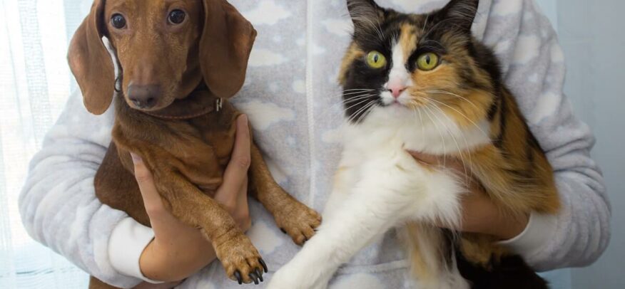 Le Rubel pour chat et pour chien est un complément alimentaire pour traiter l'IRC