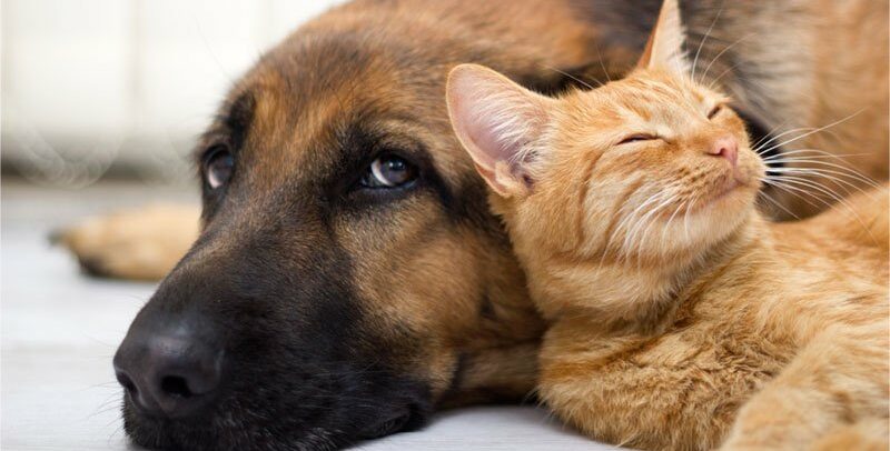 Bénazépril pour chien et chat : quel est son rôle en cas d’insuffisance rénale ?