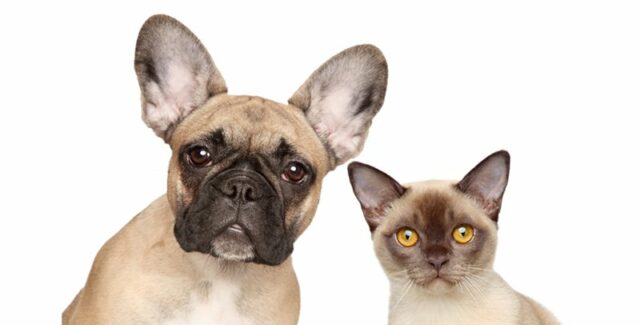 Benefortin pour chien ou chat : comment l’administrer à votre compagnon ?
