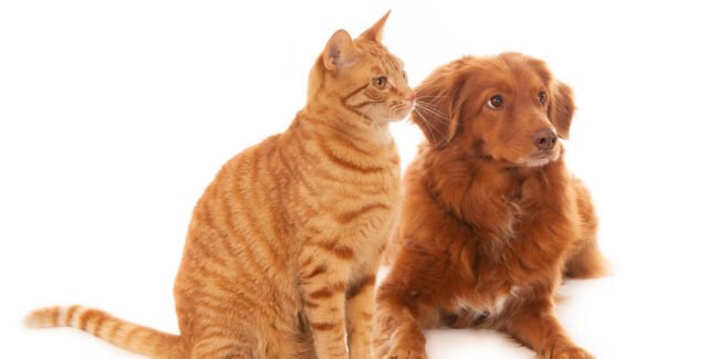 Tout savoir sur le Nelio pour chat et pour chien