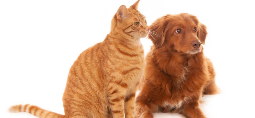 Tout savoir sur le Nelio pour chat et pour chien