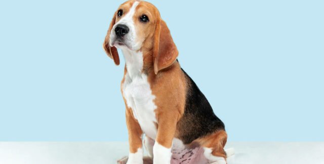 comment administrer du Flagyl à son chien