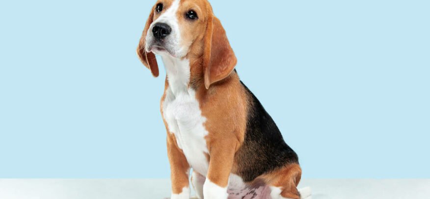 comment administrer du Flagyl à son chien