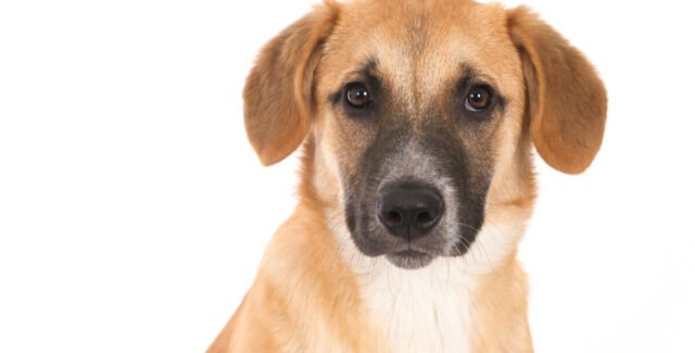 Le petit guide pour stopper la diarrhée du chien