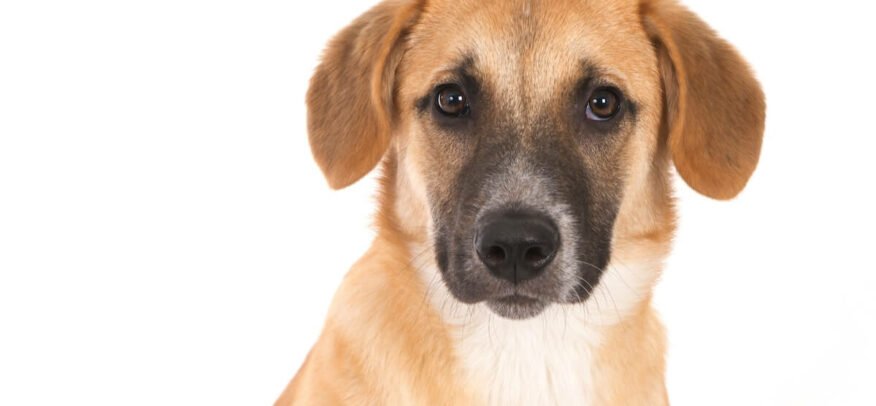 Le petit guide pour stopper la diarrhée du chien