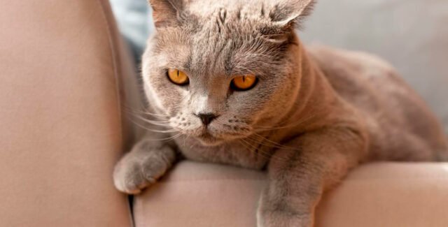 Quel traitement contre l’infection urinaire chat en pharmacie choisir pour le soigner ?
