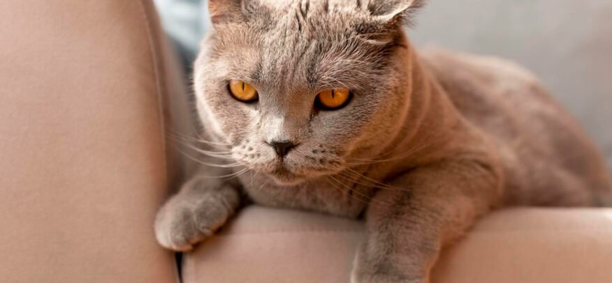 Quel traitement contre l’infection urinaire chat en pharmacie choisir pour le soigner ?
